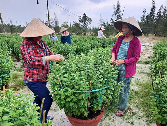 Chăm sóc hoa để kịp xuất bán tết. Ảnh: QUÂN SƠN