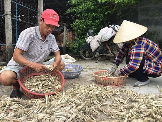 Ông Nguyễn Hà đang chuẩn bị kiệu chờ thương lái tới mua. Ảnh: K.L