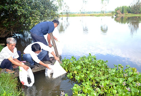 Trung tâm Giống thủy sản Quảng Nam thả cá để tái tạo, bảo vệ nguồn lợi thủy sản. Ảnh: QUANG VIỆT