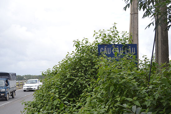Biển báo phía nam cầu Câu Lâu cũ (địa phận thị trấn Nam Phước, Duy Xuyên) bị cây bụi che khuất.