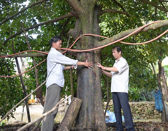 Cây măng cụt hơn 70 năm tuổi của gia đình anh Phạm Văn Lục (thôn 6) Tiên Mỹ, mỗi năm cho thu hoạch hơn 300kg quả. Ảnh: N.H