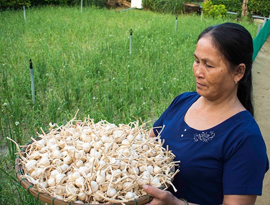 Bà Nguyễn Thị Hoa cho biết, tỏi rao bán thậm chí không có người tới mua .