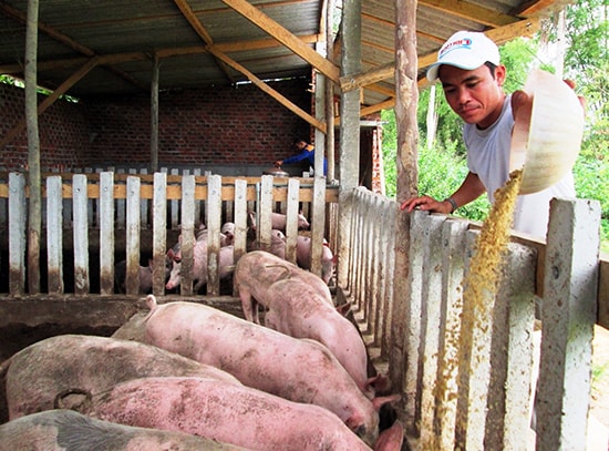 Trên địa bàn tỉnh ngày càng xuất hiện nhiều gương nông dân sản xuất - kinh doanh giỏi. Ảnh: M.L