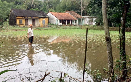 Ngập úng gây thiệt hại 5.000m2 diện tích hoa màu của người dân. Ảnh: PHAN VINH