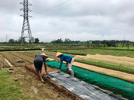 Một hộ dân ở thôn An Hòa (xã Tam An) cần thận trải từng lớp rơm, ni lông đề phòng mưa làm hỏng luống cải mầm vừa mới gieo hạt. Ảnh: V.A