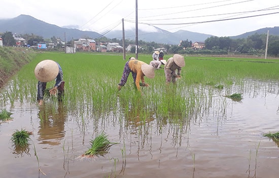 Người dân huyện Nông Sơn thường xuyên ra đồng thăm lúa, tiến hành dặm tỉa để cây lúa phát triển tốt. Ảnh: LÊ THÔNG