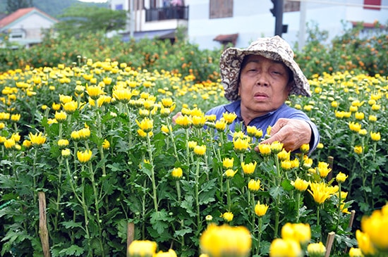 Bà Phạm Thị MInh đã có 20 năm gắn bó với công việc bán hoa tết, góp phần tô thêm sắc xuân ở vùng đất Trà My. Ảnh: N.Đ