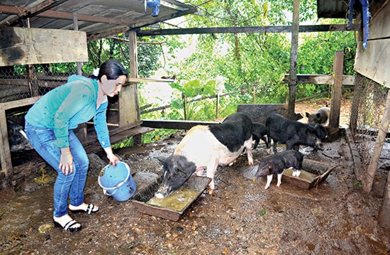 Nuôi heo đen giúp gia đình chị Nguyễn Thị Phương thoát nghèo, có nguồn thu nhập khá. Ảnh: Quang Việt