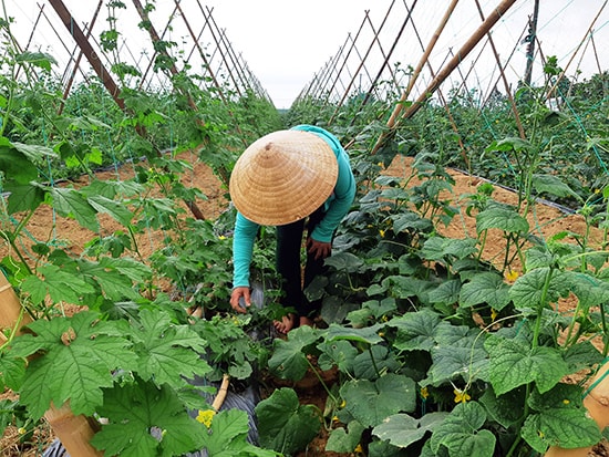 Sắc xuân nơi bãi biền ven sông Đại Lộc. Ảnh: HOÀNG LIÊN