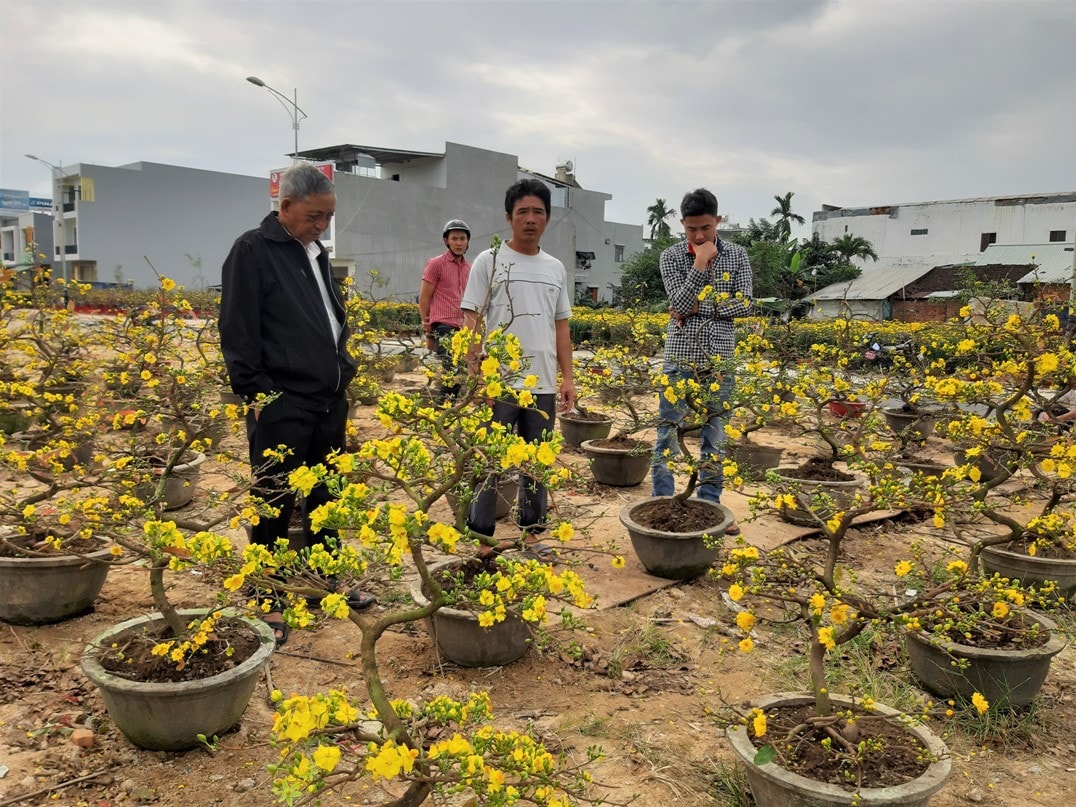 Nhiều người dân chọn mua mai tết tại TP.Tam Kỳ. Ảnh: THANH THẮNG