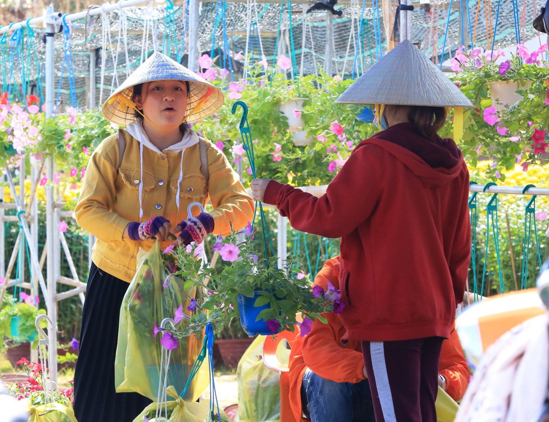 Những loại hoa bán quanh năm được đựng trong chậu treo cũng được các nhà vườn tận dụng bán rất chạy trong những ngày nay. Ảnh: KL