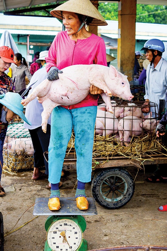 Bà Trần Thị Thảo làm nghề “bồng heo” tại chợ đã hơn 20 năm.