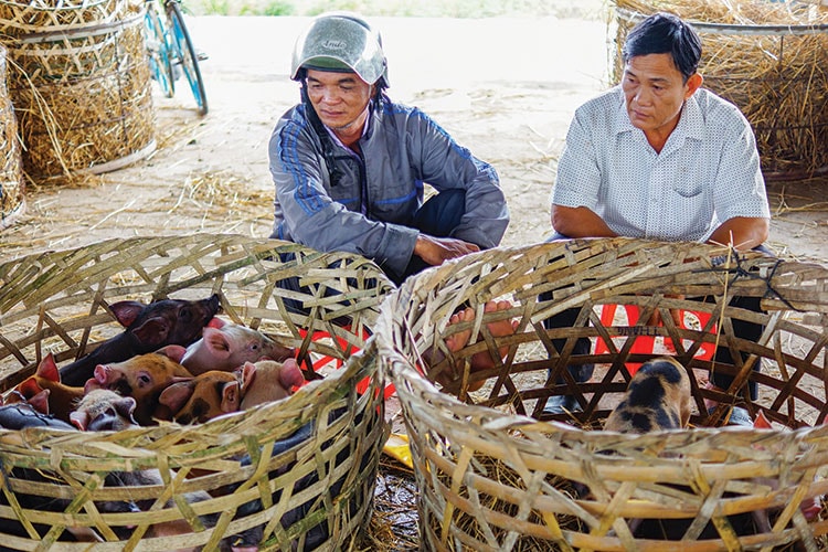 Ông Nguyễn Ngọc Tú (bên trái), thương lái ở xã Duy Thành - Duy Xuyên, gắn bó với nghề mua bán heo con đã gần 25 năm.