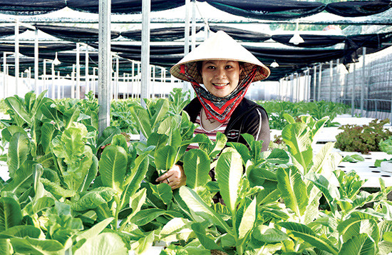 Nông trại sản xuất rau thủy canh của chị Nguyễn Thị Y ở xã Duy Hải (Duy Xuyên) mỗi ngày cung ứng ra thị trường hơn 50kg các loại.Ảnh: Sự Tuấn