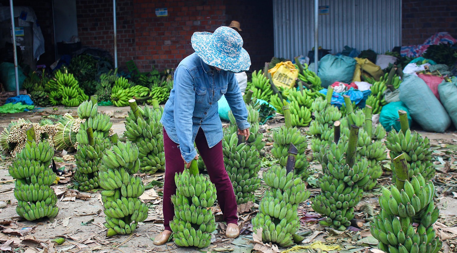 Cuối năm chợ quê Tiên Phước rất đông người mang chuối xanh xuống để bán. Ảnh: THANH THẮNG