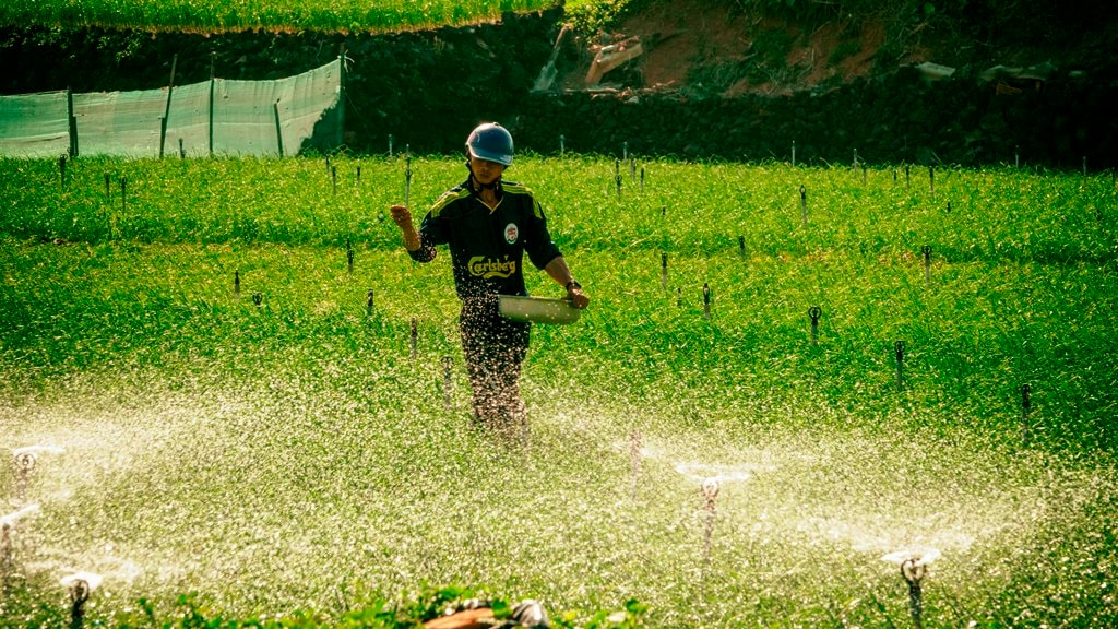 Còn người nông dân này đang bón phân tỏi. Ảnh: XUÂN THỌ