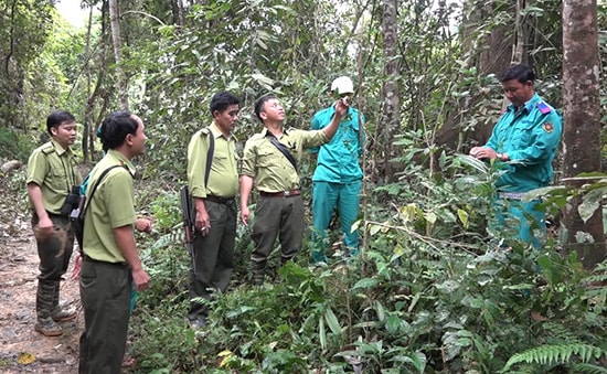 Ban quản lý, Hạt Kiểm lâm rừng phòng hộ Đắk Mi tuần tra bảo vệ rừng. Ảnh: THANH THẮNG