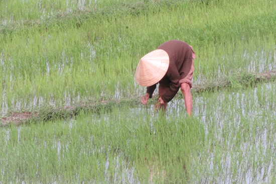 Nông dân Núi Thành dặm lúa đông xuân. Ảnh: VĂN PHIN