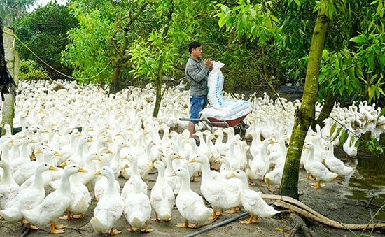 Mô hình nuôi vịt siêu thịt của ông Lê Văn Phú (thôn Vĩnh Bình, xã Tam Thăng). Ảnh: N.Đ.N