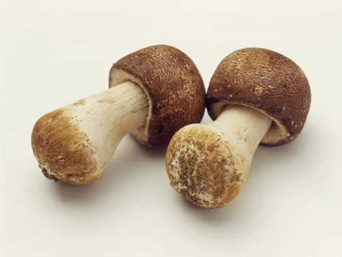 Nấm Agaricus du nhập vào Nhật Bản từ năm 1960 và trở thành món ăn dinh dưỡng ở Nhật Bản.