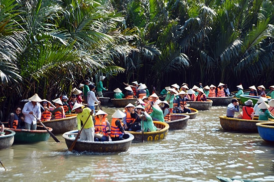 Rừng dừa Cẩm Thanh đang trong cảnh nhốn nháo.