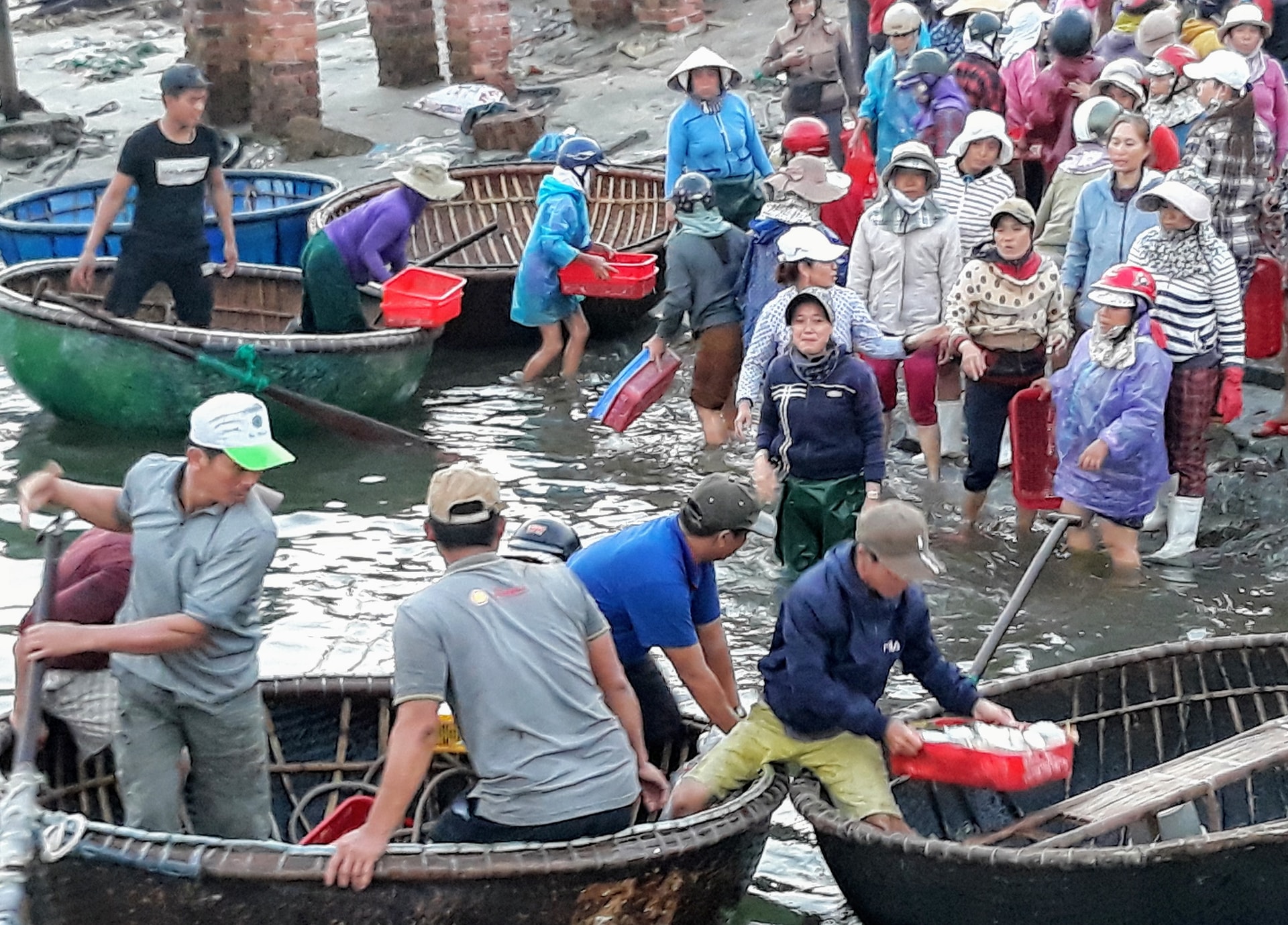 Thuyền thúng được dùng làm phương tiện trung chuyển tôm, cá từ tàu lớn vào bờ. Ảnh: B.A