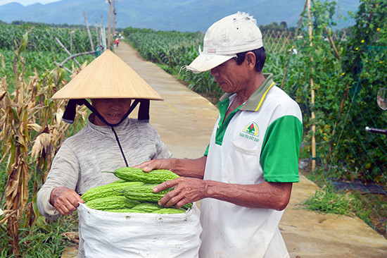 Quảng Nam có nhiều vùng sản xuất nông sản lớn nhưng chưa tạo dựng được thương hiệu và quy trình phân phối bài bản nên gặp khó khi tiếp cận thị trường Đà Nẵng. Ảnh: Q.T