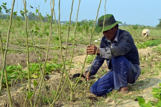 Ông Nguyễn Tuấn với 1,5 mẫu dâu của mình 