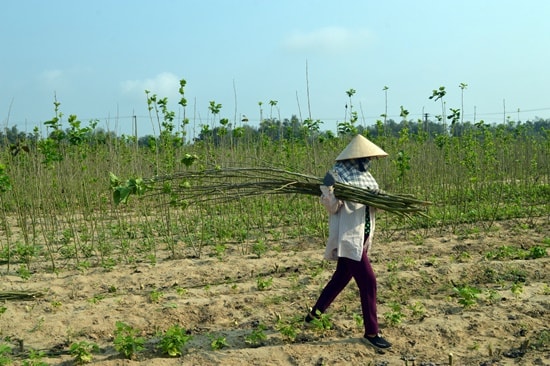 Thân dâu được gom lại bán cho Công ty Hoàng Mai làm hom giống