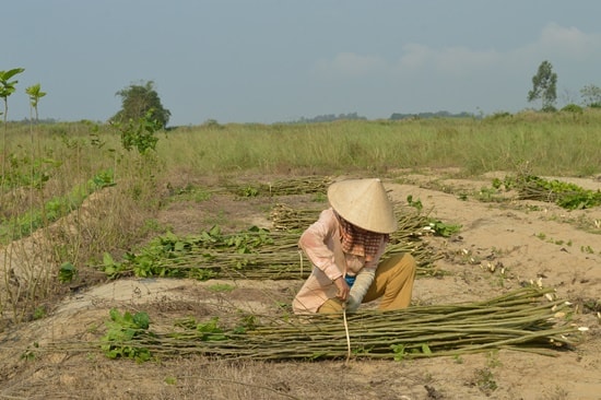 Với giá bán thân dâu 3000 đồng/ký sẽ giúp người nông dân có thêm khoảng thu nhập