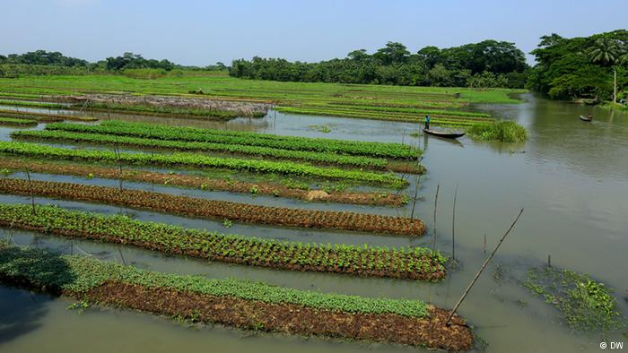 Một khu vườn nổi tại Bangladesh. Ảnh: DW