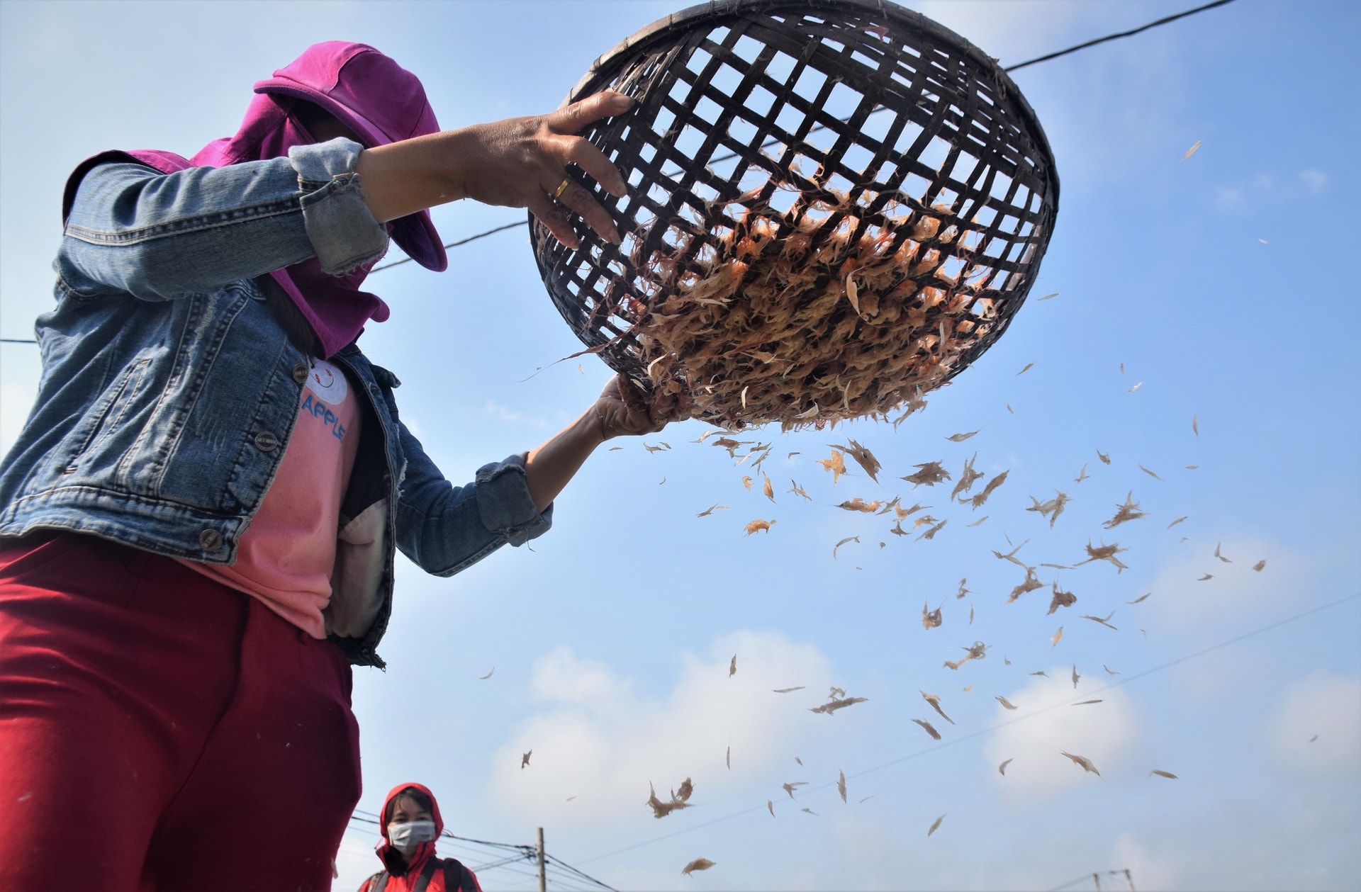 Rải đều. Ảnh: THANH THẮNG