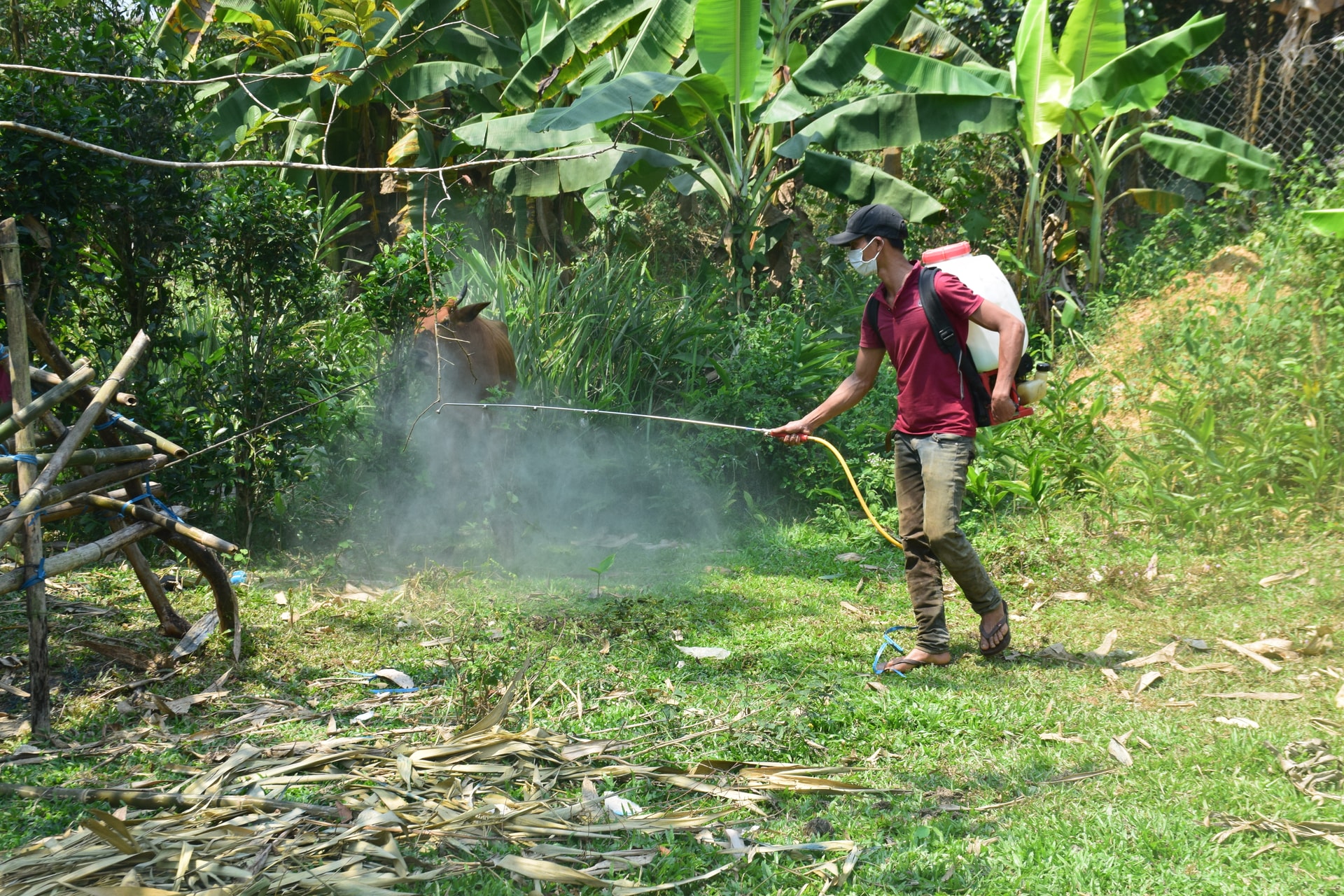 Tiêu độc khử trùng. Ảnh: THANH THẮNG