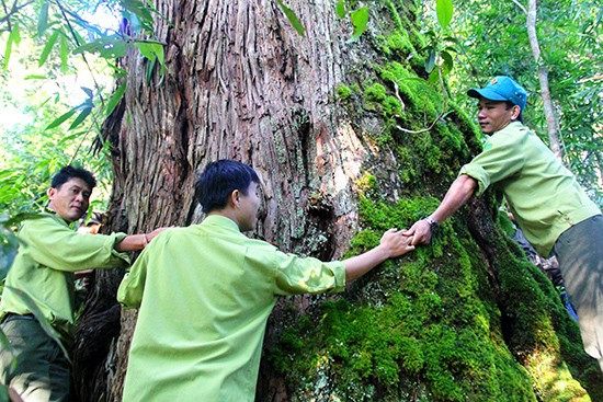 Lễ hội khai năm tạ ơn rừng đã thực sự tạo được sự gắn kết trong cộng đồng, giúp bảo vệ rừng già ở Tây Giang. Ảnh: ALĂNG NGƯỚC