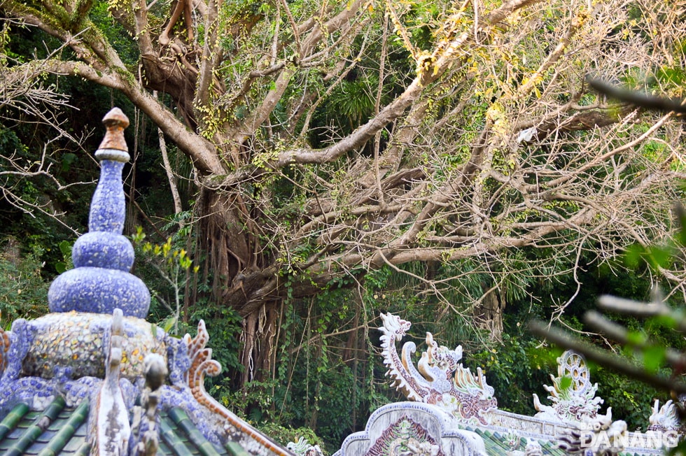 Cây đa mọc trên núi đá, vẫn phát triển mạnh, tán phủ lên mái chùa càng tạo thêm nét cổ kính.Trong thời kỳ kháng chiến chống Pháp và Mỹ, cây đa sộp 600 năm tuổi là nơi tụ họp, nghỉ ngơi của các chiến sĩ cách mạng. Dưới gốc cây đa này là động Tàng Chơn - căn cứ hoạt động mật của quân ta trong kháng chiến chống Mỹ.