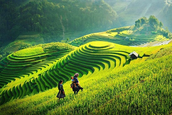 Ruộng bậc thang ở Sapa, một trong những cảnh đẹp Việt Nam mê hoặc khách du lịch. Ảnh: trekkingsapa