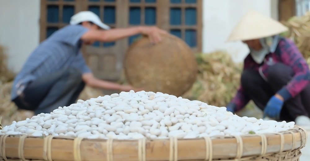 Rổ đậu trắng thành phẩm sau các công đoạn, sẽ được thương lái đến tận nơi thu mua. Ảnh: C.L