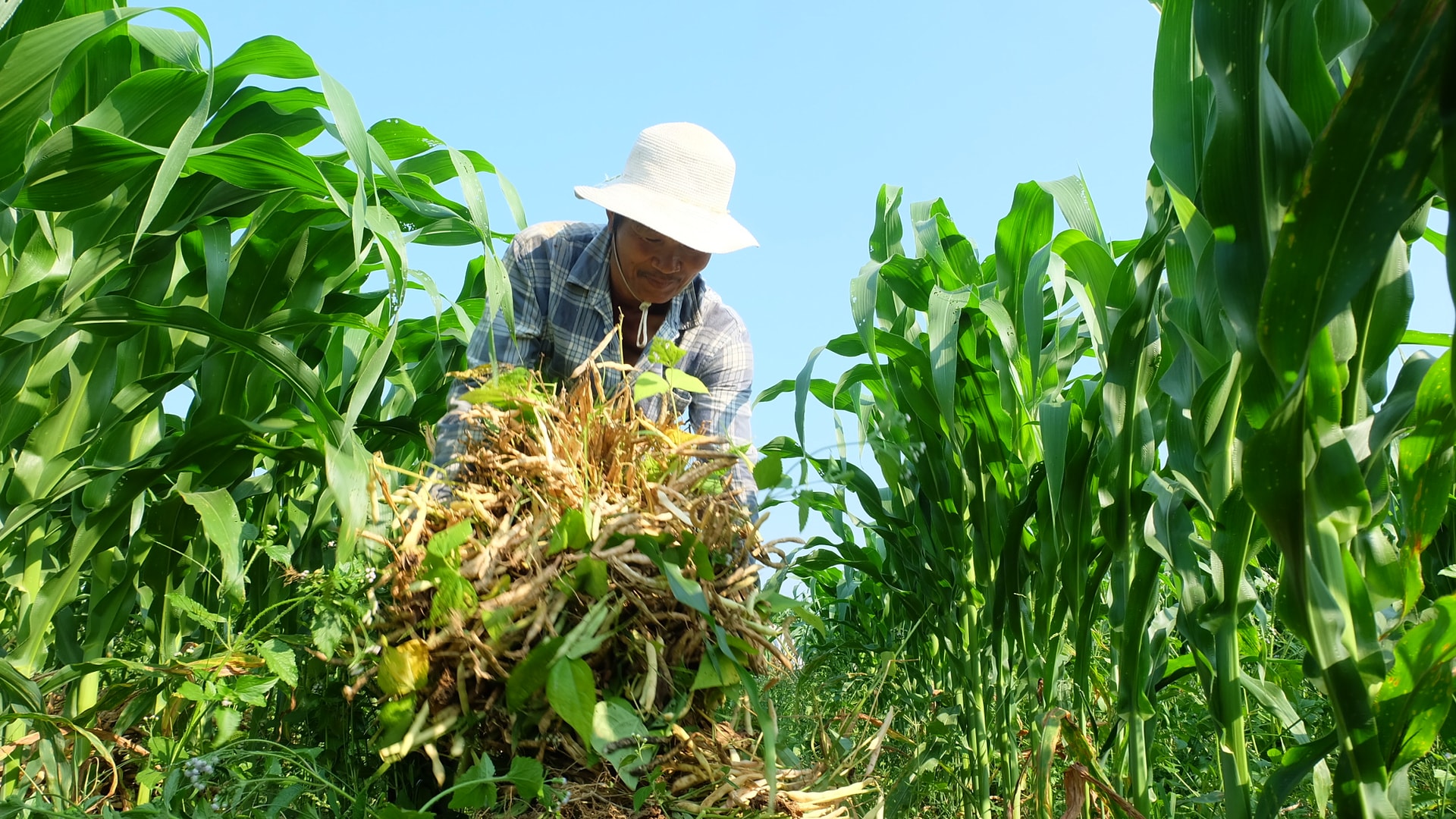 Những ngày này, bà con tất bất ra đồng thu hoạch đậu trắng. Ảnh: C.L