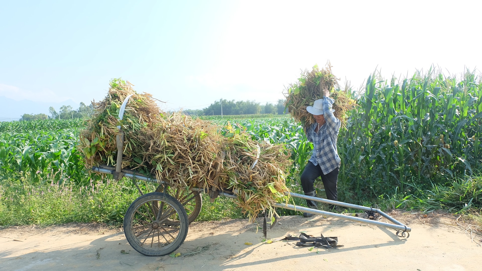 Sau khi thu hoạch ở ruộng xong, đậu trắng được vận chuyển về nhà để phơi khô. Ảnh: C.L