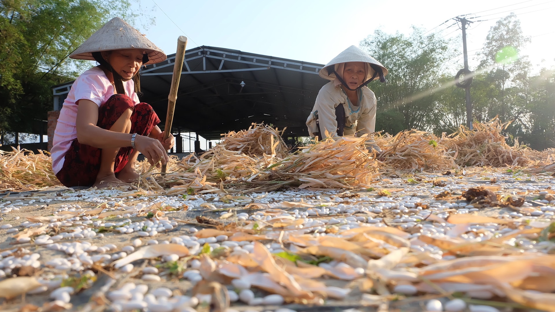 Sau khi phơi khoảng 3 nắng, đậu khô giòn sẽ được người dân đập vỏ để lấy hạt. Ảnh: C.L