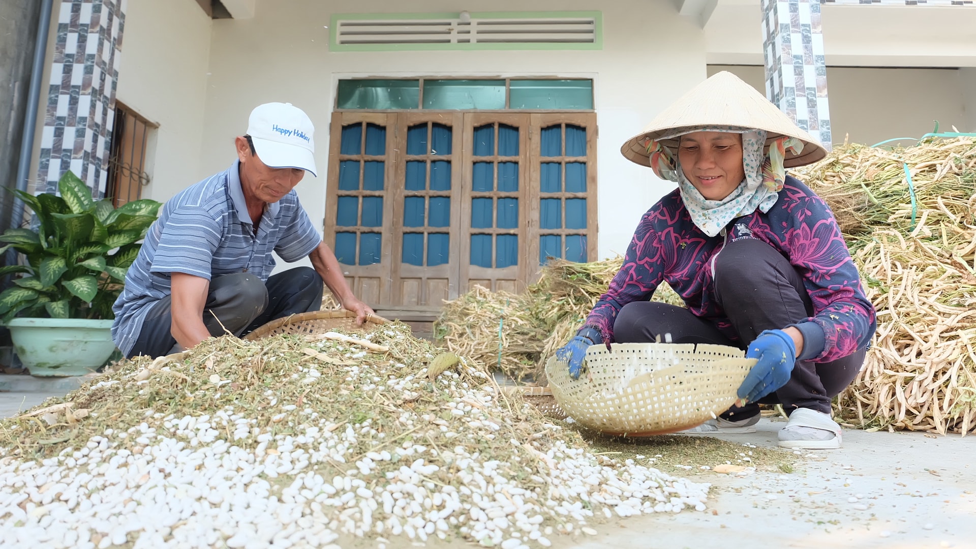 Để có được hạt đậu trắng thành phẩm, sau khi đập vỏ, đậu sẽ được sàn sẩy để loại bỏ vỏ, rác và lấy hạt. Ảnh: C.L