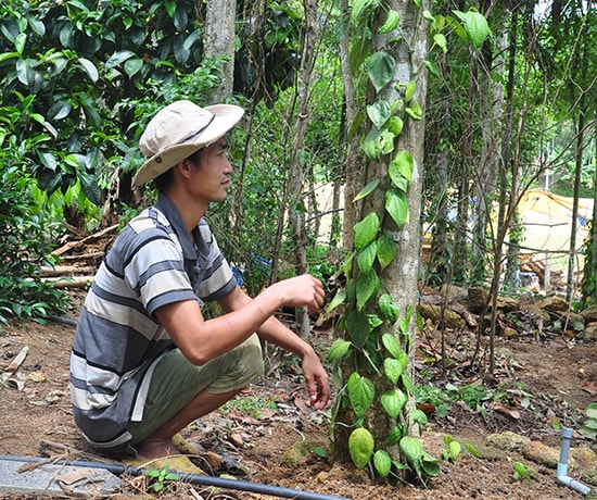 Anh Ngọc chăm sóc tiêu giống Tiên Phước trồng được hơn một năm. Ảnh: N.Đ.A