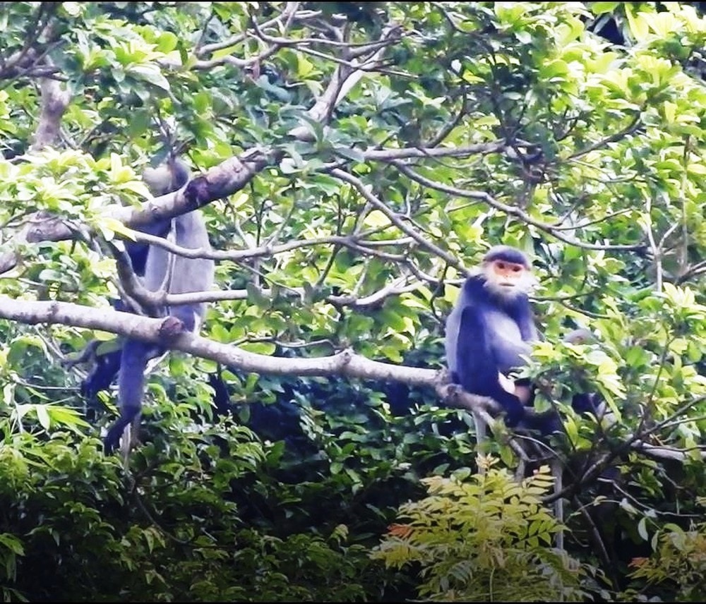 Gray-shanked doucs in Quang Nam 