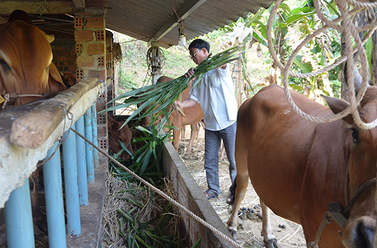 Chăn nuôi bò lai thâm canh theo phương pháp nuôi nhốt tạo ra hướng đi mới cho nông dân xã Tiên Sơn.