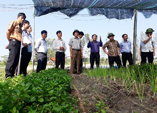 Mô hình trồng rau tại HTX nông nghiệp Trường Xuân Xanh đang thực hiện sử dụng phân bón hữu cơ. Ảnh: X.T