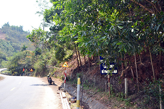 Bảng cảnh báo “Đường dốc quanh co liên tục, lái xe chú ý đề phòng tai nạn” tại lý trình km430+700, đường Hồ Chí Minh qua huyện Tây Giang bị che khuất bởi tán lá cây. Ảnh: C.T
