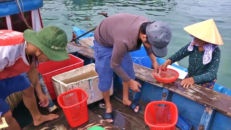 Mỗi chuyến những người chèo ghe thuê phải kiêm luôn cả việc giúp chủ tàu, lái buôn phân loại, chọn lựa hải sản... Ảnh: Q.Đ.Q