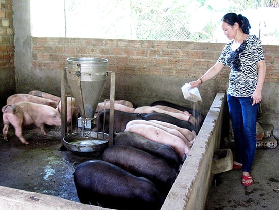 Chăn nuôi heo nhỏ lẻ trong nông hộ với mật độ cao và không đảm bảo vệ sinh môi trường sẽ tiềm ẩn nguy cơ bệnh DTHCP tấn công. Ảnh: VĂN SỰ