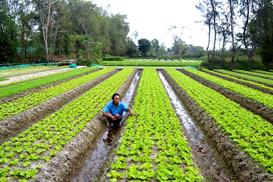 Nhiều diện tích đất sản xuất nông nghiệp trên địa bàn huyện Thăng Bình còn phân tán, nhỏ lẻ. Ảnh: QUANG VIỆT