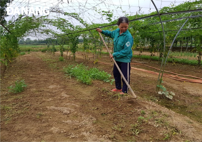 Một trong những mục tiêu Thành phố thực phẩm thông minh hướng tới là bảo đảm đầu ra bền vững cho người sản xuất nông sản sạch. Trong ảnh: Nông dân sản xuất rau an toàn tại HTX Rau an toàn Túy Loan.